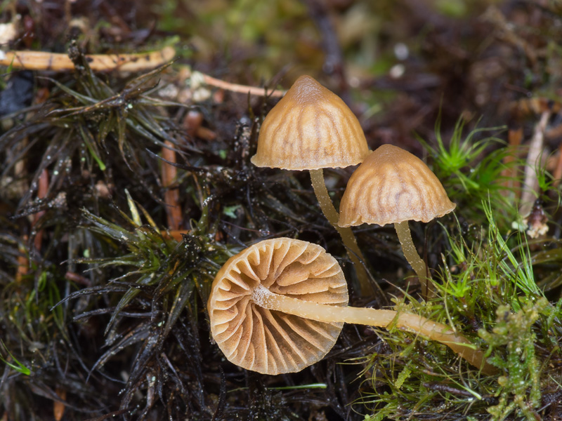 Galerina hypnorum